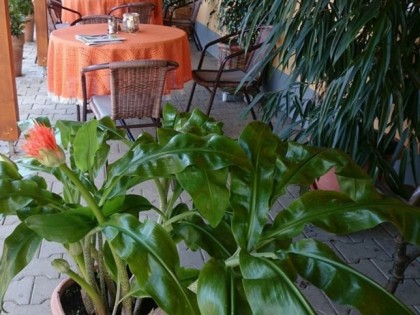 Foto: Ristorante Delle Rose